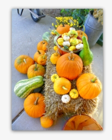 Pumpkins And Gourds, HD Png Download, Free Download