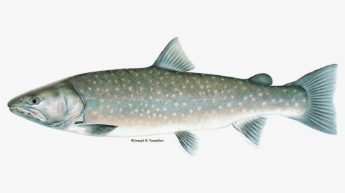 Illustration Of A Bull Trout - Types Of Trout, HD Png Download, Free Download