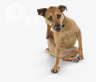 Itch Dog, HD Png Download, Free Download