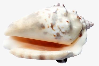 Seashell, HD Png Download, Free Download