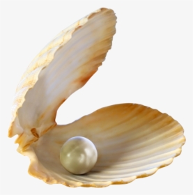 Thumb Image - Seashell With Pearl Png, Transparent Png, Free Download