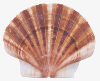 Flat Shells , Png Download - Seashell, Transparent Png, Free Download