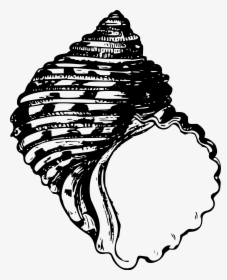 Transparent Sea Shells Png - Line Drawing Seashell, Png Download, Free Download