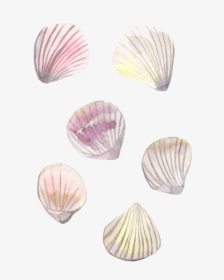 Shells - Baltic Clam, HD Png Download, Free Download