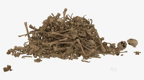 Driftwood, HD Png Download, Free Download