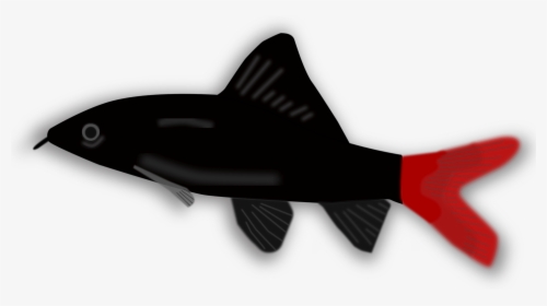 Fish,fin,wing - Small Black And Red Fish, HD Png Download, Free Download