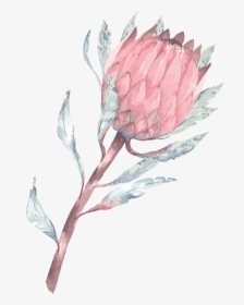 Phone Wallpaper Protea , Png Download - Pink Protea Watercolour, Transparent Png, Free Download