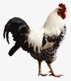 Live Chicken Png, Transparent Png, Free Download