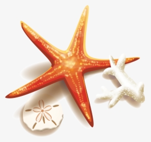 Collection Of Free Coral Drawing Starfish Download - Free Png Coral, Transparent Png, Free Download