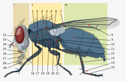House Fly Anatomy Diagram, HD Png Download, Free Download