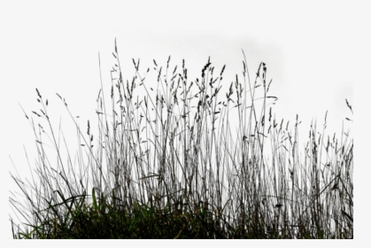 Free Png Download Long Grass Png Images Background - Transparent Black Grass Png, Png Download, Free Download