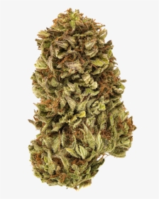 Bud, HD Png Download, Free Download