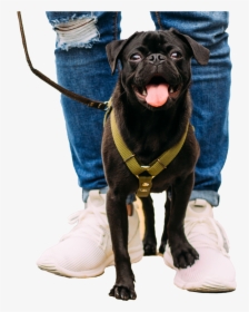 Pug On Feet, HD Png Download, Free Download