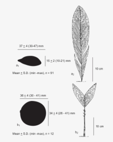 Diagram, HD Png Download, Free Download