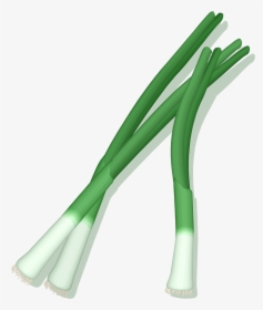 Green Onion Vector Png, Transparent Png, Free Download