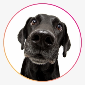 Salonservices - Dog Nose Png, Transparent Png, Free Download