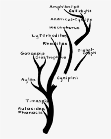 Cynipidae Family Tree - Calligraphy, HD Png Download, Free Download