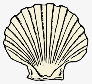 Scallop Shell Png Clip Arts - Scallop Clipart, Transparent Png, Free Download