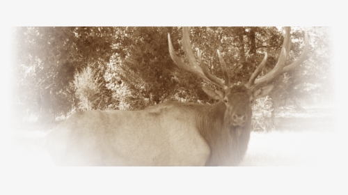 Stone Creek Mo, Provides Exotic Hunts And Standard - Elk, HD Png Download, Free Download