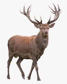 Red Deer Elk Barasingha - Red Deer Png, Transparent Png, Free Download