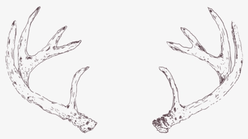 Drawing Of Silver Antlers Png Hd, Transparent Png, Free Download