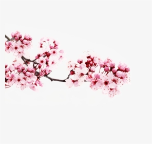 Transparent Japanese Cherry Blossom Tree - Transparent Cherry Blossom Png, Png Download, Free Download