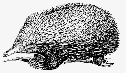 Echidna Clipart Black And White, HD Png Download, Free Download