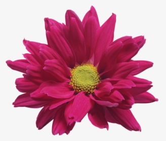 Chrysanthemum Png Pic - Chrysanthemum Red Transparent Background, Png Download, Free Download