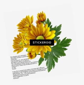 Chrysanthemum , Png Download - File Format, Transparent Png, Free Download