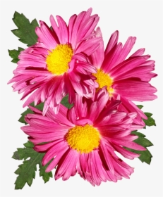 Chrysanthemum, Pink, Flower, Garden, Plant,free Pictures, - Marguerite Daisy, HD Png Download, Free Download