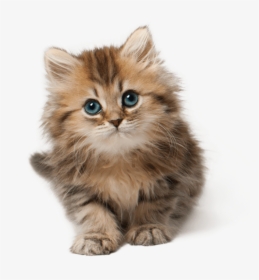 Cute Cat Kitten Png Png Image - Png Kittens, Transparent Png, Free Download