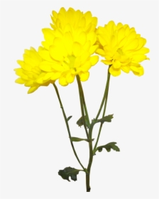 Image Royalty Free Library Forgetmenot Flowers Chrysanthemums - Tube Png Fleur Jaune, Transparent Png, Free Download