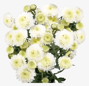 Fresh White Chrysanthemum Button Flowers - Bouquet, HD Png Download, Free Download