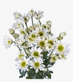 Best White Chrysanthemum Daisy Flowers - Bouquet, HD Png Download, Free Download