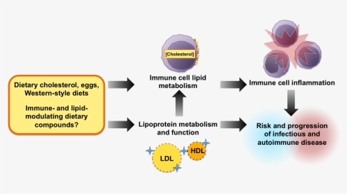 High Cholesterol Diet Pathogenesis, HD Png Download, Free Download