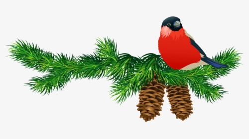 Transparent Pine Branch With Cones And Bird - Free Clipart Christmas Birds, HD Png Download, Free Download