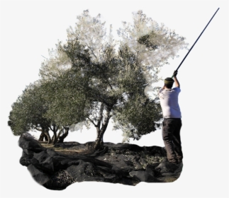 Transparent Olive Branches Png - Pitch And Putt, Png Download, Free Download