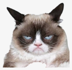 #angry #cat #funny #meme #mad #lol#freetoedit - Dont Be Grumpy Smile, HD Png Download, Free Download