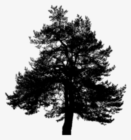 Transparent Pine Tree Silhouette Png - Red Pine, Png Download, Free Download