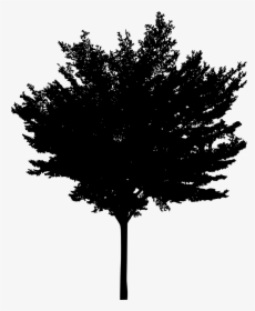 Tree Woody Plant Conifers - Tree, HD Png Download, Free Download