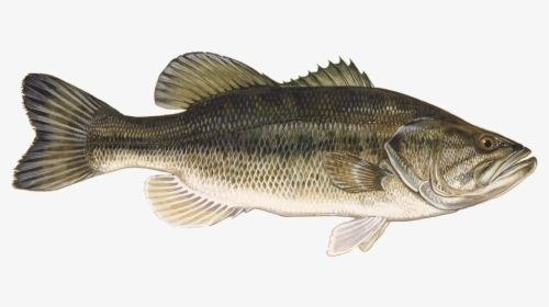 Large Mouth Bass , Png Download - Large Mouth Bass, Transparent Png, Free Download