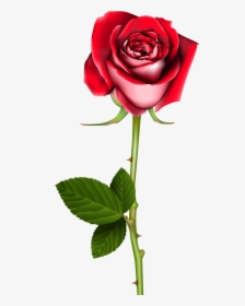 Rose Png Clipart, Transparent Png, Free Download