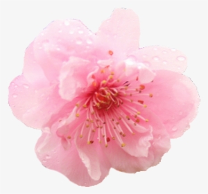 Cherry Blossom Png Hd - Flower Cherry Blossom Png, Transparent Png, Free Download