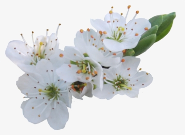 Download Blossom Png Photos - White Flowers Transparency Png, Transparent Png, Free Download