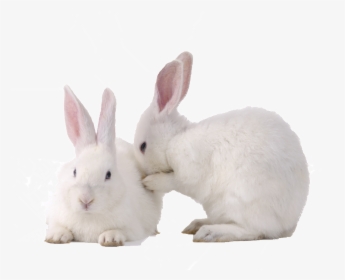 Hd Cute Rabbit Rabbit Static Png - Rabbit Png, Transparent Png, Free Download