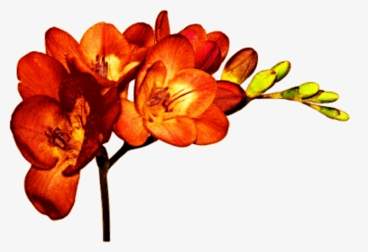 Cut Flowers Plant Freesia Alba Bulb - Orange Freesia, HD Png Download, Free Download
