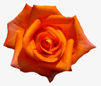 Orange Rose Flower Top View Png Image - Rose Top View Png, Transparent Png, Free Download