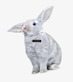 Rabbit , Png Download - White Rabbit Transparent Background, Png Download, Free Download