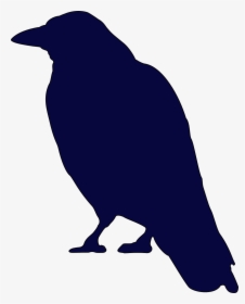 Crow Bird Raven Free Photo - Crow Silhouette, HD Png Download, Free Download