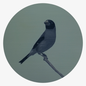 Raven Silhouette Png , Png Download - Fish Crow, Transparent Png, Free Download